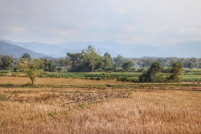 Scenic view of agricultural field against sky