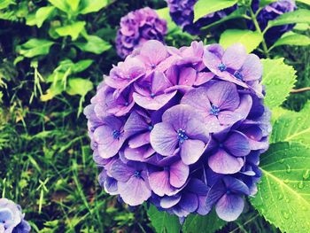 Close-up of purple flowers blooming outdoors