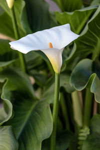 Close-up of white flowering plant