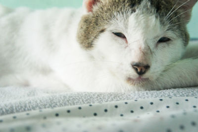 Close-up of cat on bed