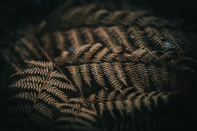 Detail shot of black background