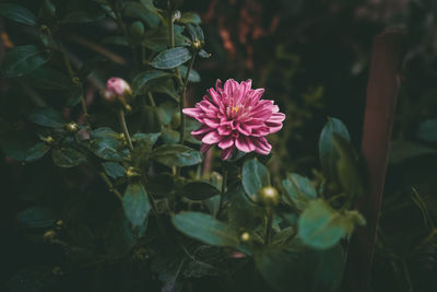 Close-up of pink flowering plant