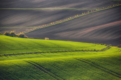 Scenic view of agricultural field