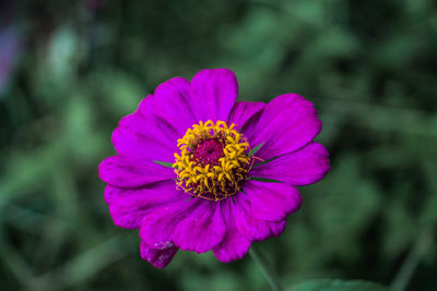 Close-up of pink flower