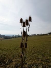 View of plant on field against sky