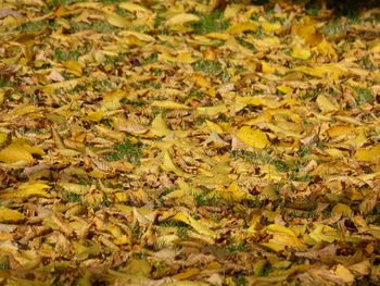 Full frame shot of fallen leaves on field during autumn