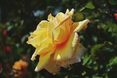 Close-up of yellow rose