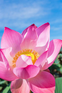 Close-up of pink water lily