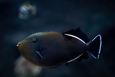 Indian triggerfish floating or swimming underwater in the sea, marine life concept