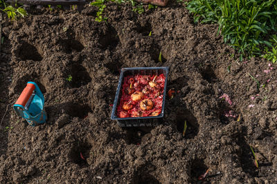 Gladiolus planting in the open field