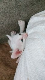 Close-up portrait of white cat at home