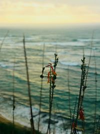 Close-up of insect on plant against sea