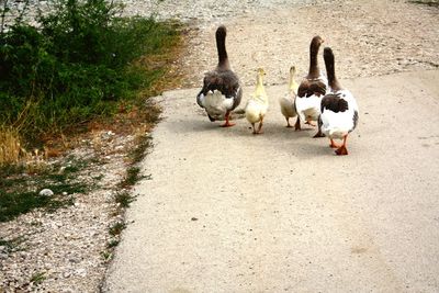 High angle view of birds on footpath