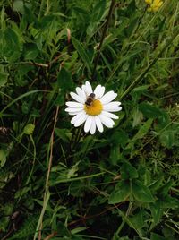 High angle view of white flowering plant on field