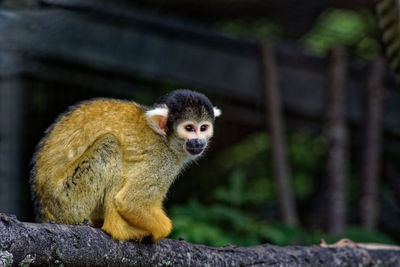 Portrait of monkey sitting on tree