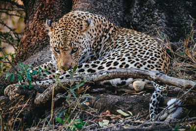 Full length of a cat in the forest