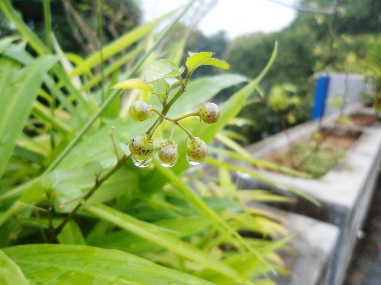 CLOSE-UP OF PLANTS GROWING OUTDOORS