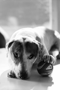 Close-up portrait of a dog
