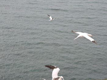 Seagulls flying over sea