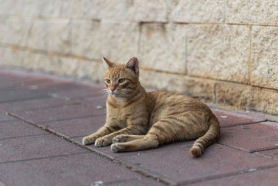 Cat sitting on footpath