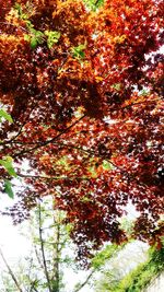 Low angle view of trees