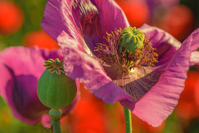 flower