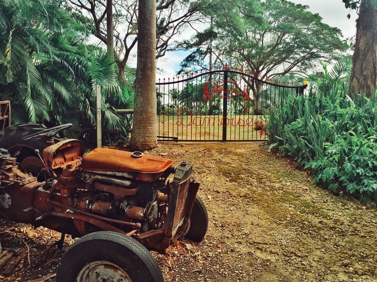 tree, growth, sunlight, day, land vehicle, absence, plant, outdoors, nature, tranquility, park - man made space, abandoned, no people, mode of transport, shadow, chair, transportation, tree trunk, bench, front or back yard