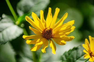 Close-up of yellow flowering plant