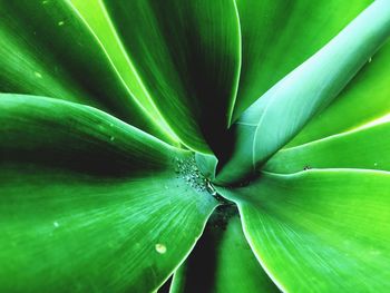 Full frame shot of green leaves