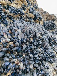 Full frame shot of shells on rock