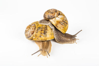 Close-up of snail on white background