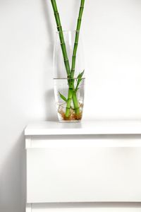 Close-up of plant against glass wall