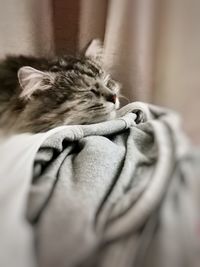 Close-up of cat sleeping