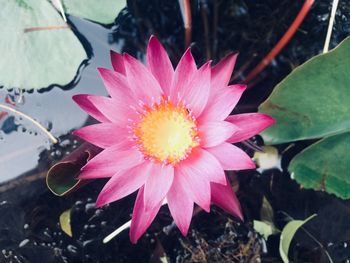 Close-up of pink water lily blooming outdoors