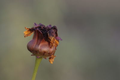 Close-up of wilted flower