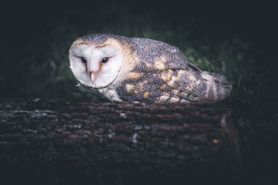 Portrait of a little owl bird dark and dramatic style image