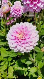 Close-up of pink flowers blooming outdoors