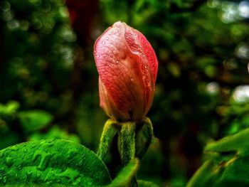 Close-up of red rose flower bud
