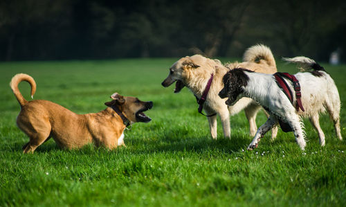 Herd of a dog on field
