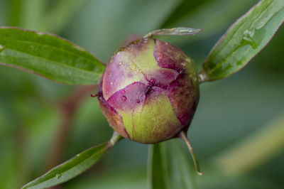 Close-up of flower bud