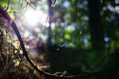 Close-up of spider web on tree