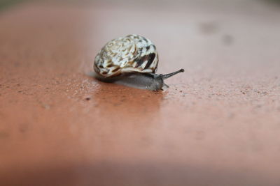 Close-up of snail on sand