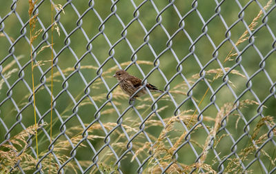 Birds perching on chainlink fence
