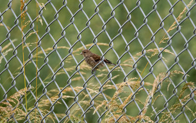 Field lark on achain-link fence