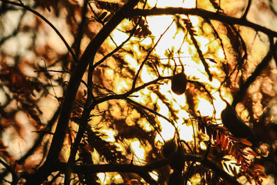 Low angle view of silhouette tree against sky