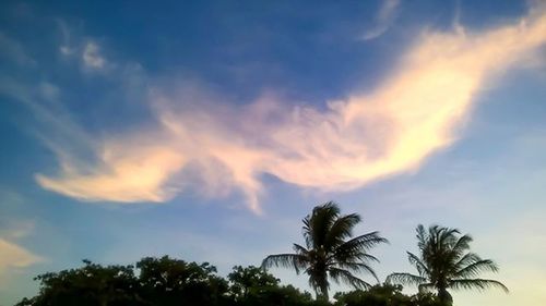 Low angle view of palm trees against cloudy sky