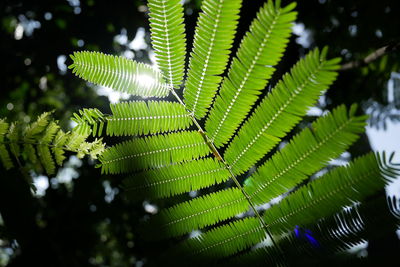 Close-up of fern leaves on tree