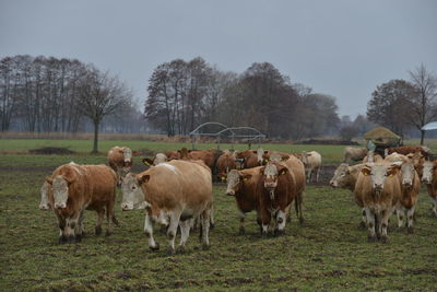 Cows grazing in a field