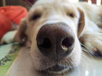 Close-up portrait of a dog