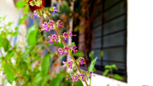 Close-up of flowers blooming outdoors